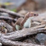 Weasels, not pandas, should be the poster animal for biodiversity loss